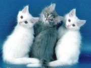 Продам Ангорскую кошку.