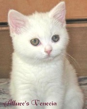 Чисто белого котенка