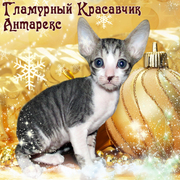 Кудрявые котята корниш-рекс. Выбор настоящих эстетов!