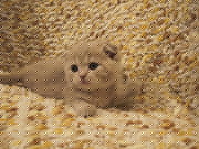 шотландские вислоухие,  страйт