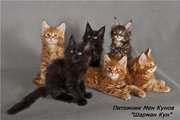 продаются котята породы Мейн Кун в г. Риддер