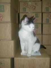 Отдам котёнка в добрые руки!