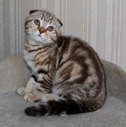 котята породы Скоттиш фолд (Шотландская вислоухая)