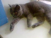 Дарю шотландского кота