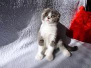 Продам шотланского вислоухого котёнка,  с родословной,  цена договорная 