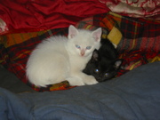 Отдам в дар,  в хорошие руки 2х сиамских котят белого и темного,  помесь