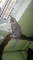 Зеленоглазая кошка дымчатого серого цвета ищет дом (стерилизована) 