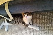 Микро кошка Утя в поисках дома