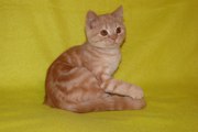 Продается котик страйт красный серебристый мраморный